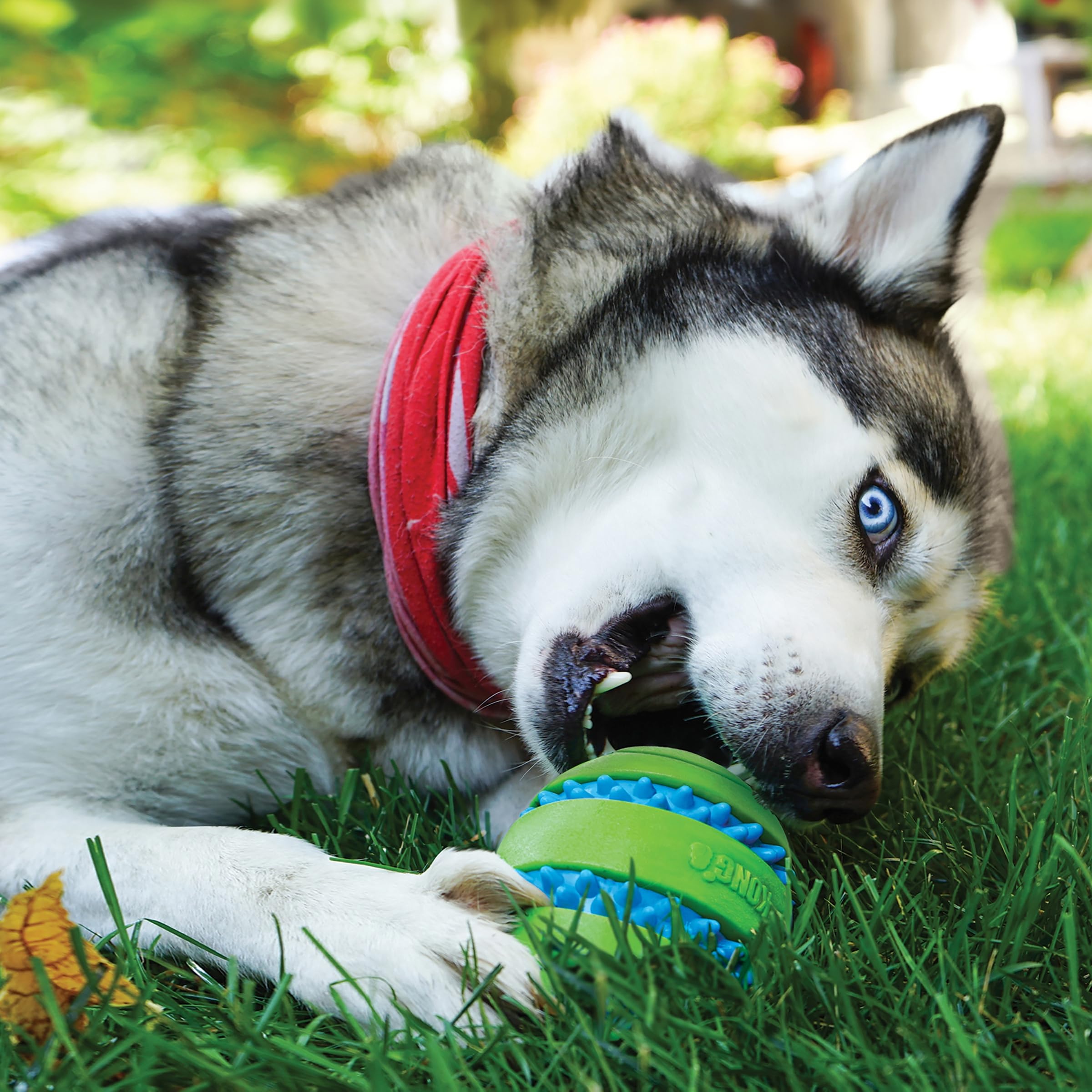 Kong Squeezz Goomz Ball Dental Textured and Squeak Rubber Dog Toy - Medium  