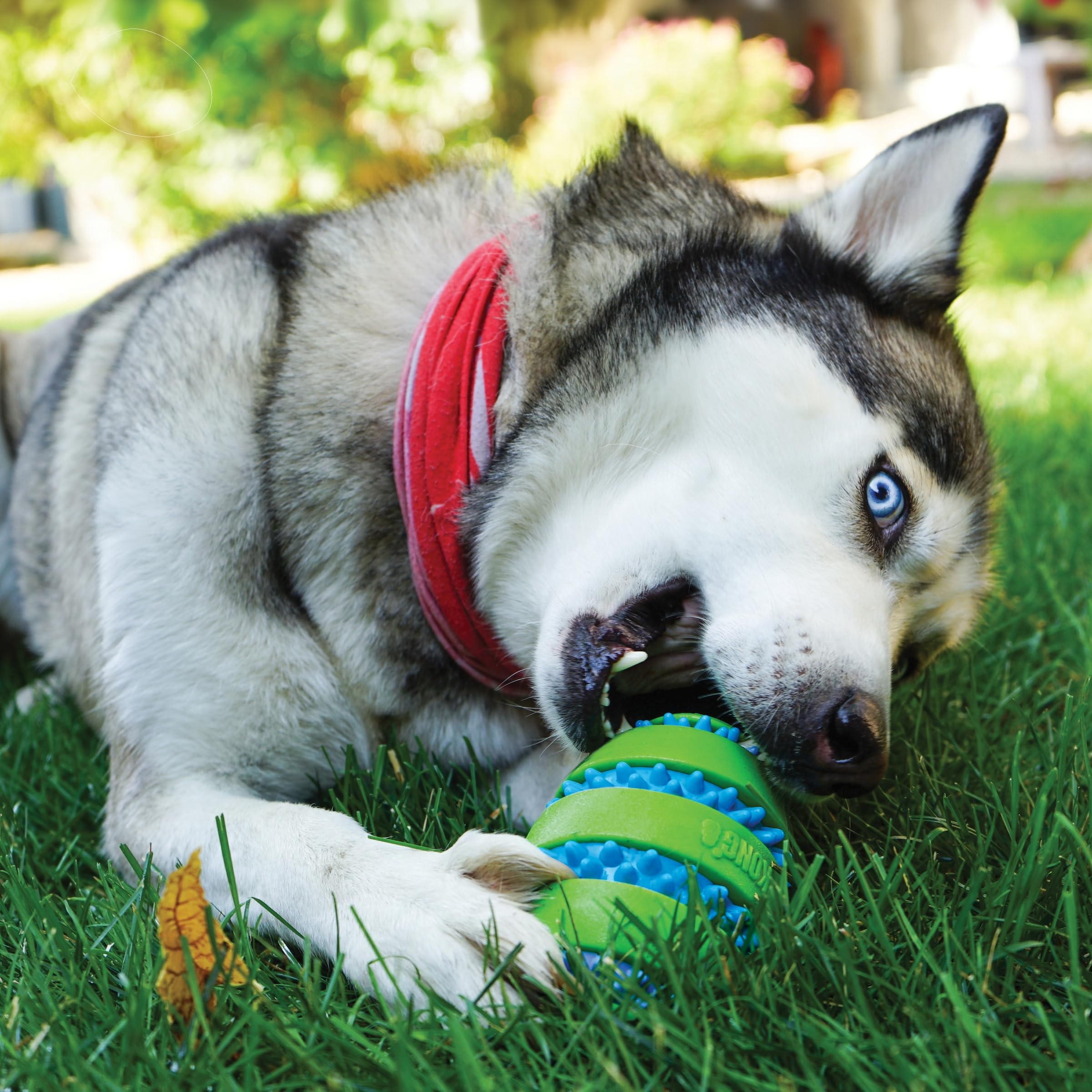 Kong Squeezz Goomz Football Dental Textured and Squeak Rubber Dog Toy - Medium  