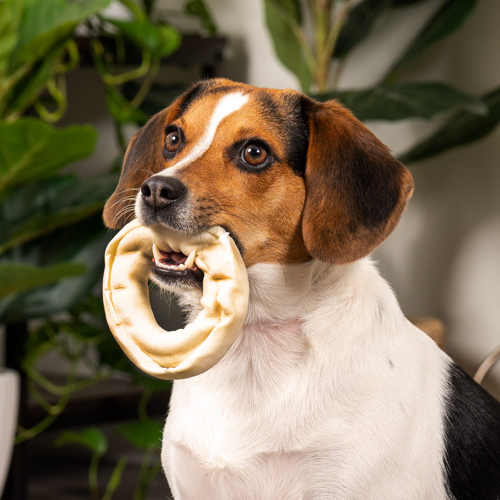 Rawhide Express Small Donut Shaped Natural Dog Chew - Small - 3-4" Inches - 25 Pieces  