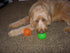 Spunky Pup Fetch and Glow Stick Durable Fetch and Float Dog Toy  