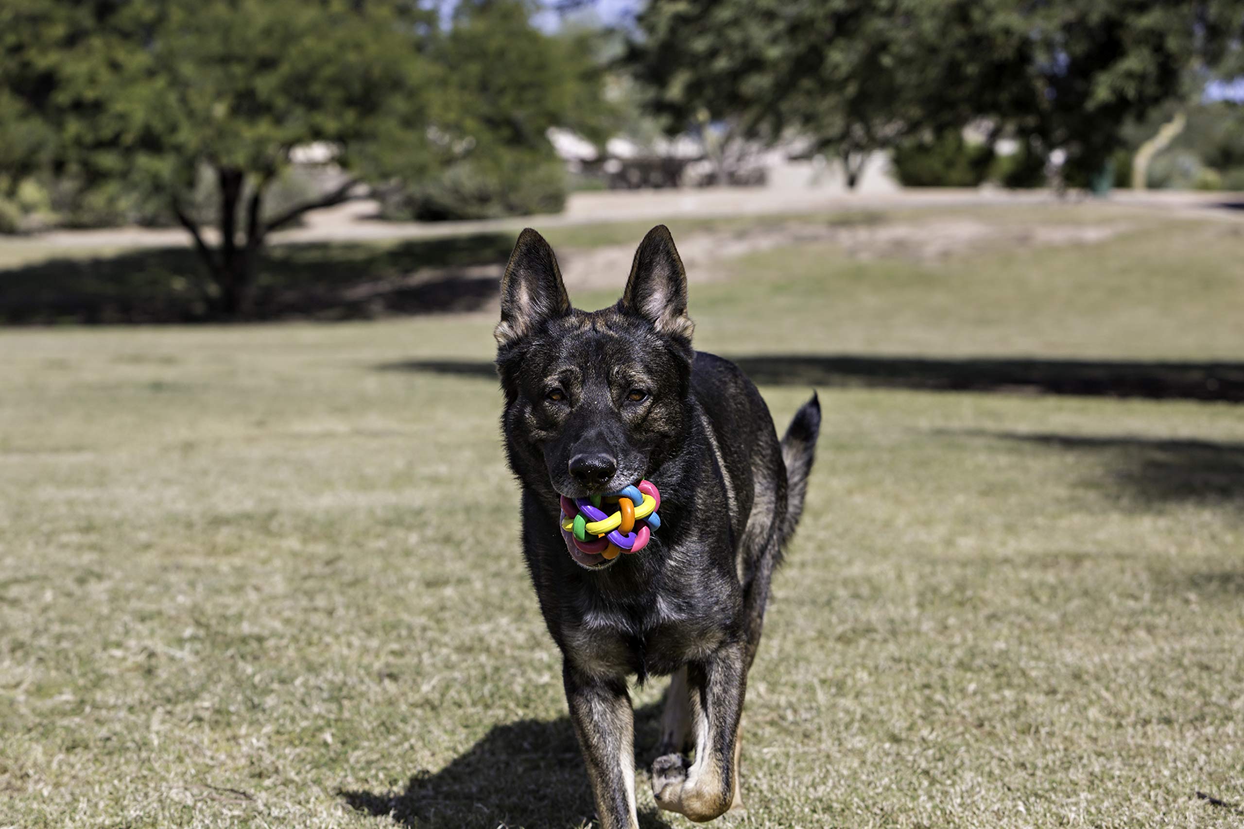 Multipet Nobbly Wobbly Multi-Colored Ball Rubber Dog Toy - Small - 3" Inches  