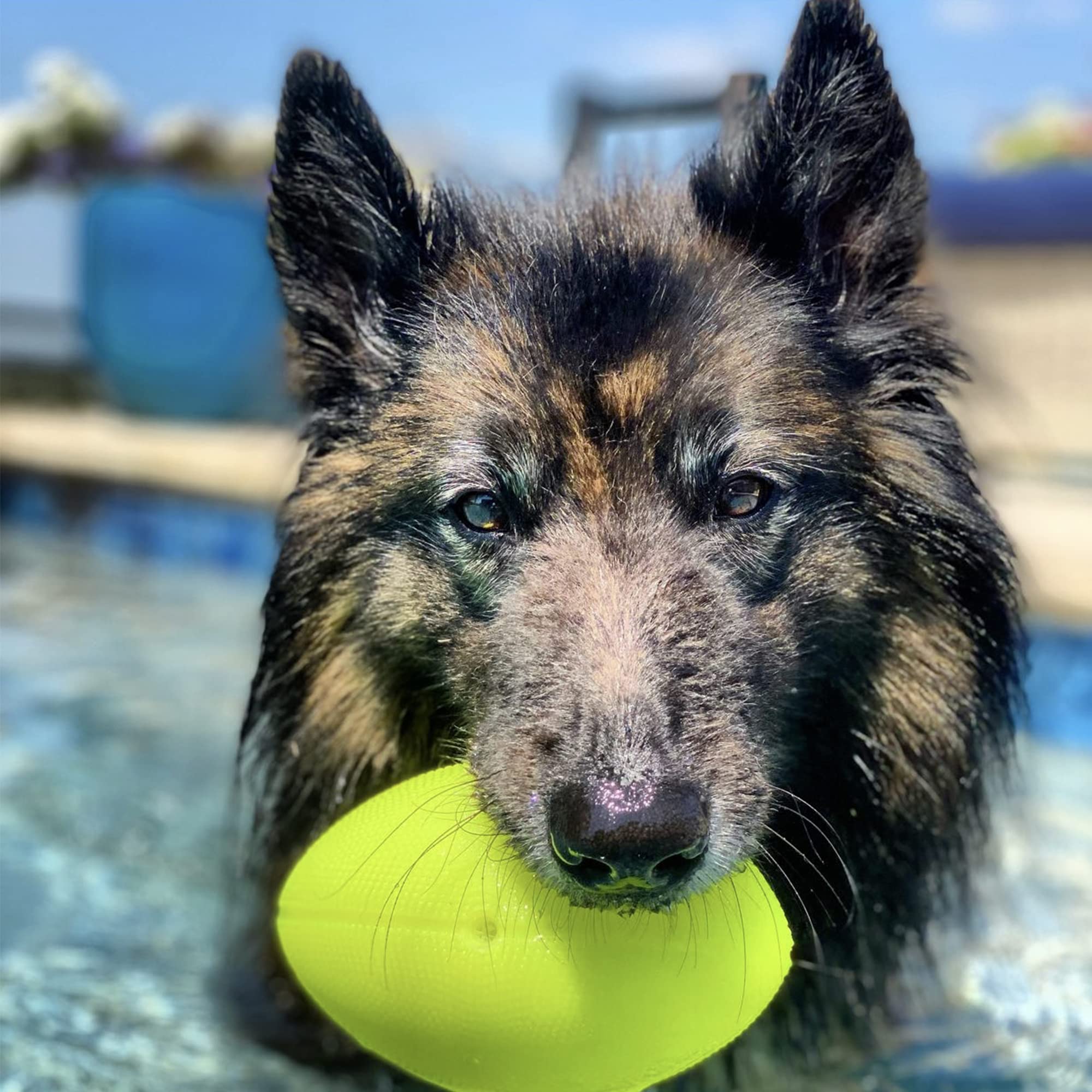 Spunky Pup Squeak and Glow in The Dark Football Float and Fetch Dog Toy  