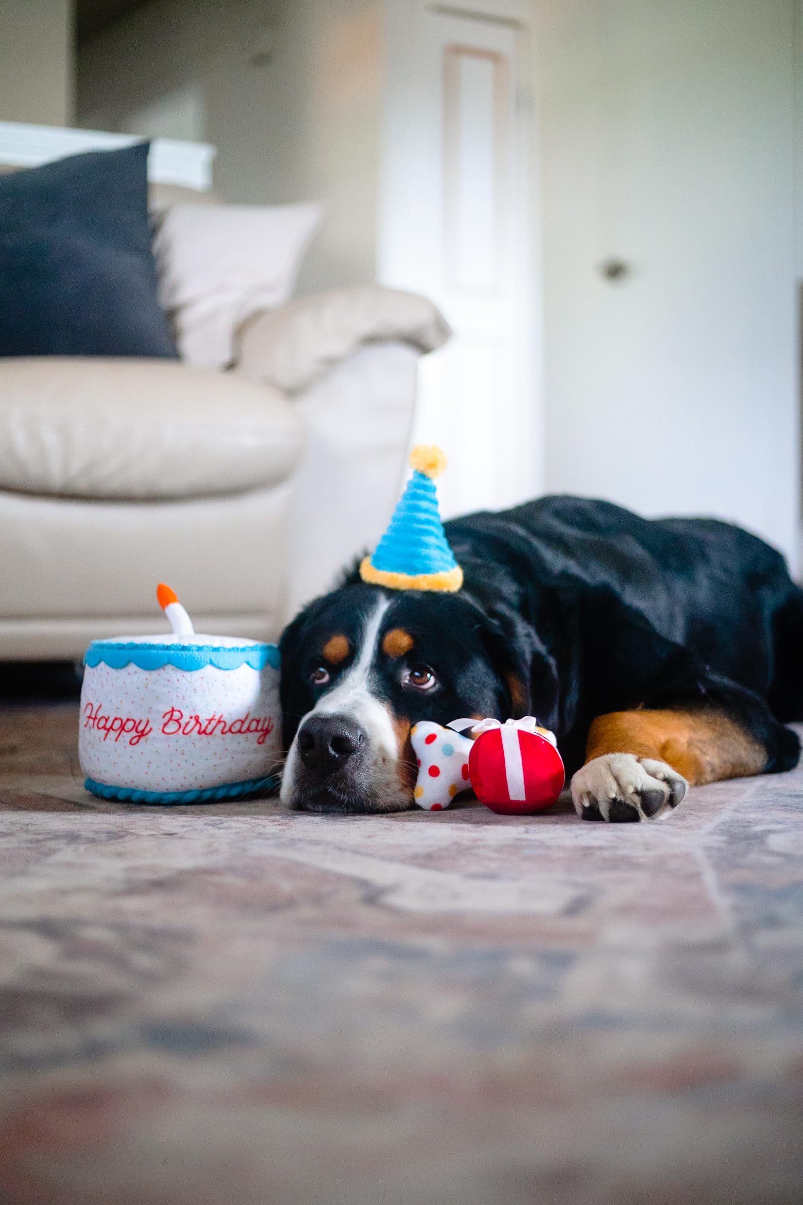 Zippy Paws Birthday Box Display Plush Dog Toy Set - Blue - 3 Piece  