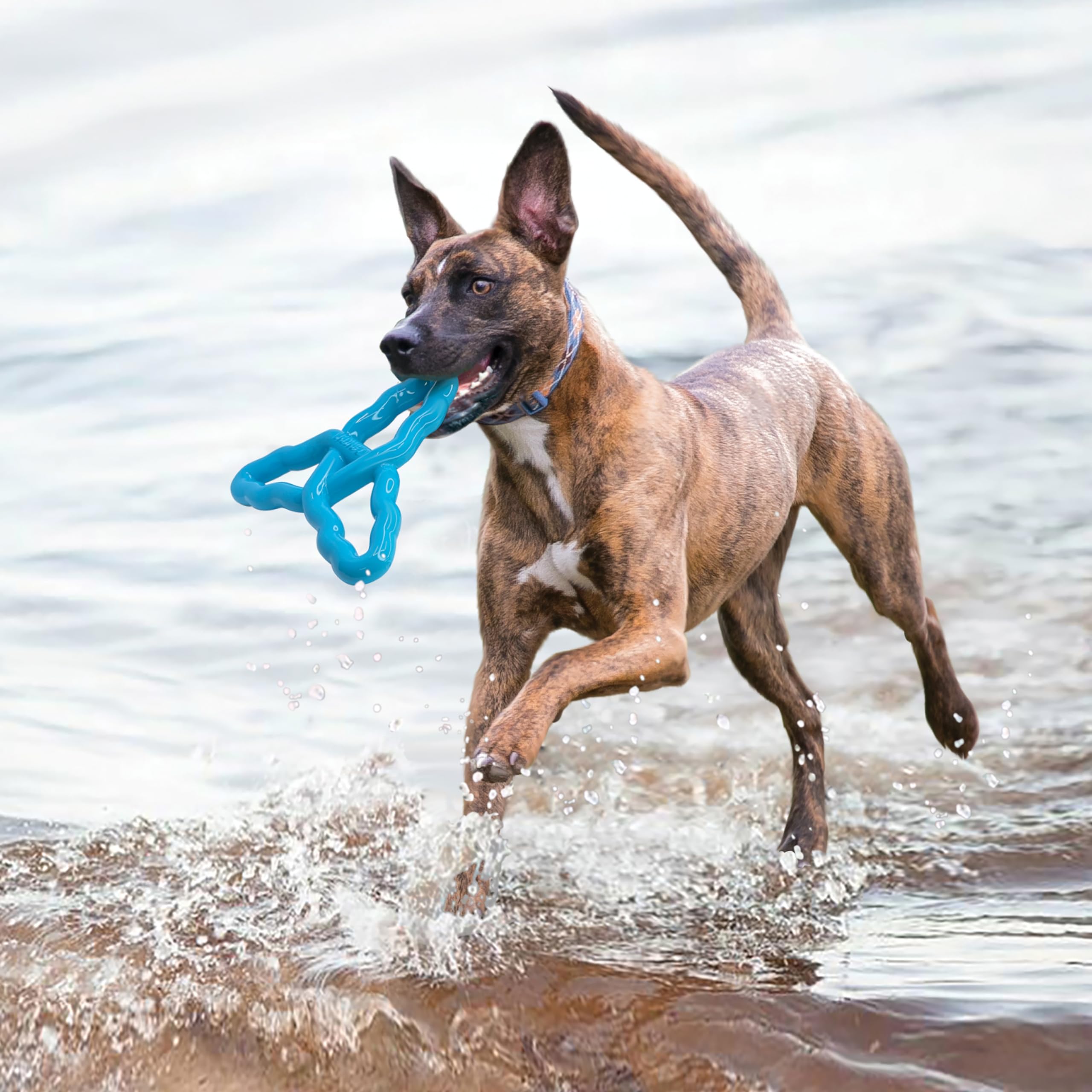 Kong Flyangle Fetch and Tugging Tri-Handled Rubber Dog Toy - Assorted - Large  