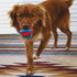 Kong Jaxx Brights Tug with Ball Rubber and Rope Dog Toy - Medium  