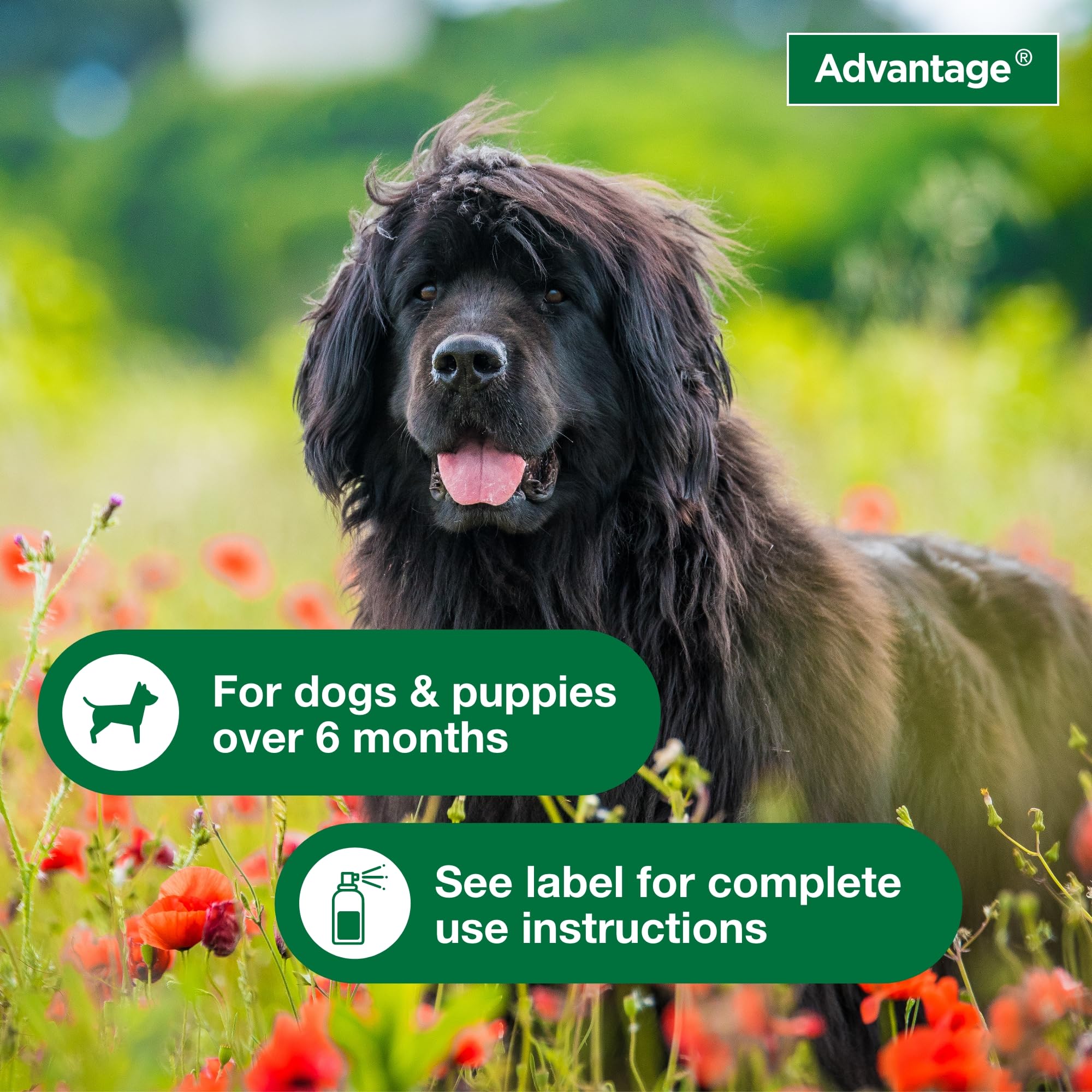 Elanco Advantage Flea and Tick Dog Spray for Adults and Puppies over 6 Months