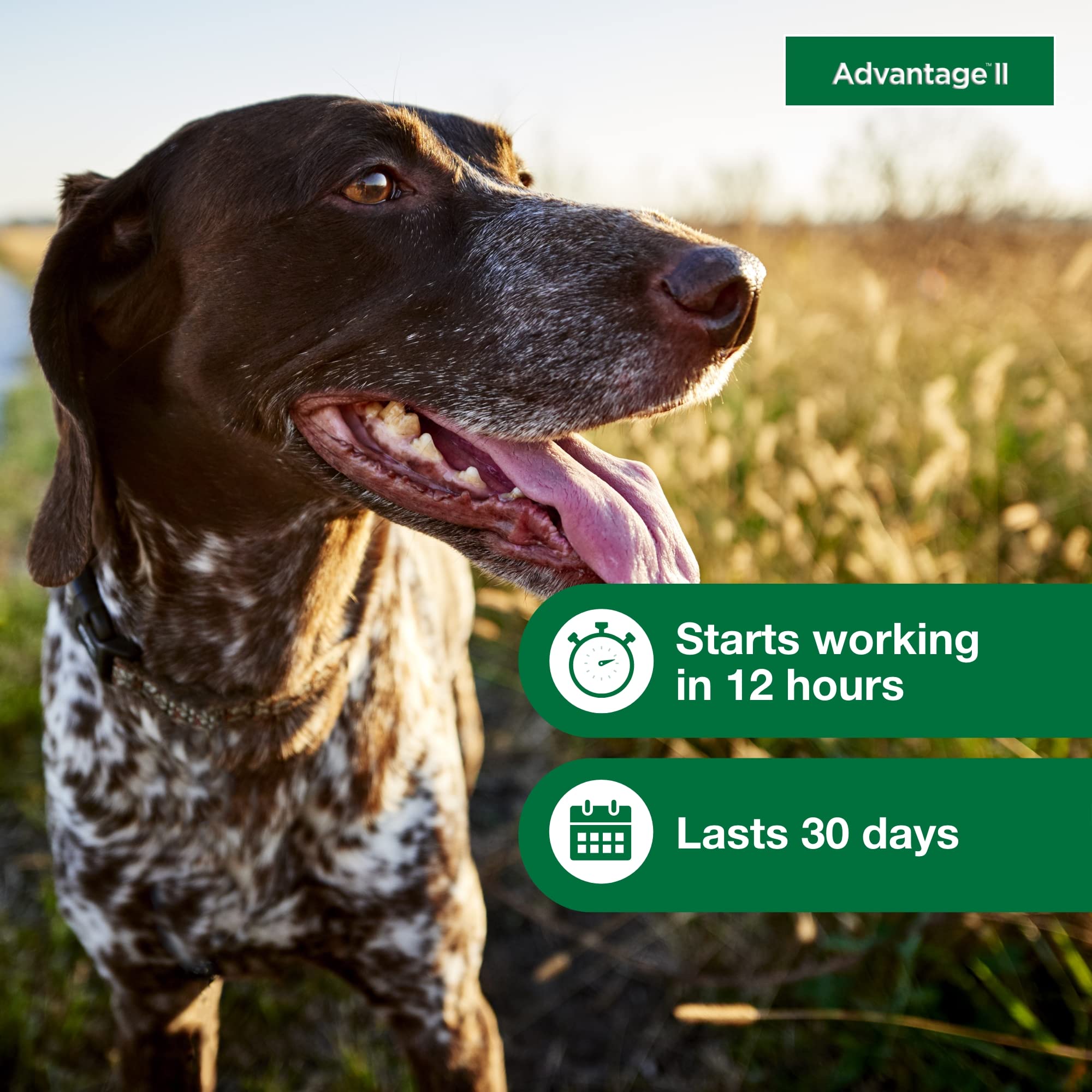 Elanco Advantage II Medium Dog 6-Month Dose Flea and Tick Spot-on Treatment - 11-20 Lbs - Teal -  6 Pack