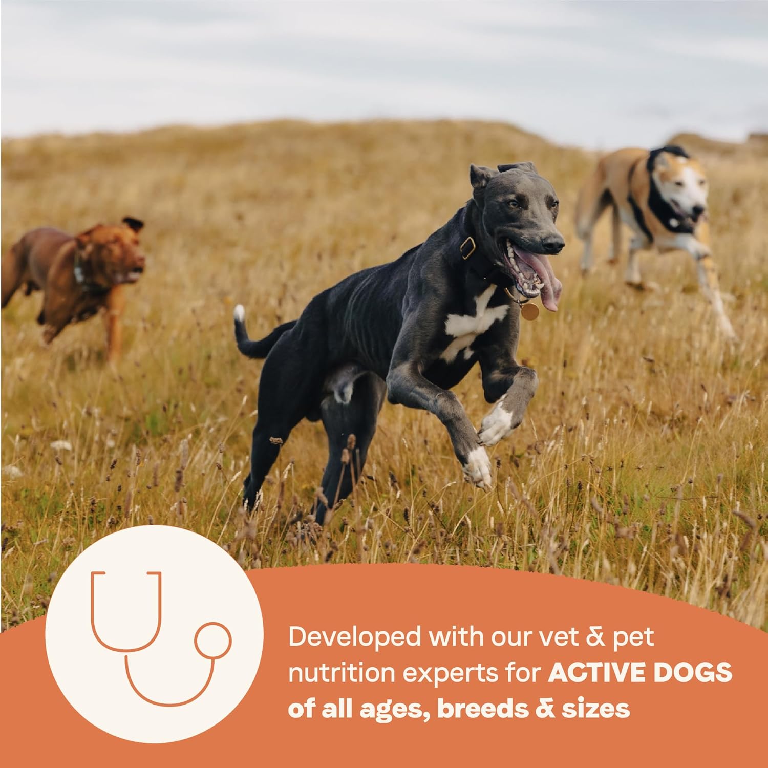 Canidae All Life Stages High-Protein Chicken Turkey Lamb Fish Dry Dog Food - 4 Lbs - Case of 6