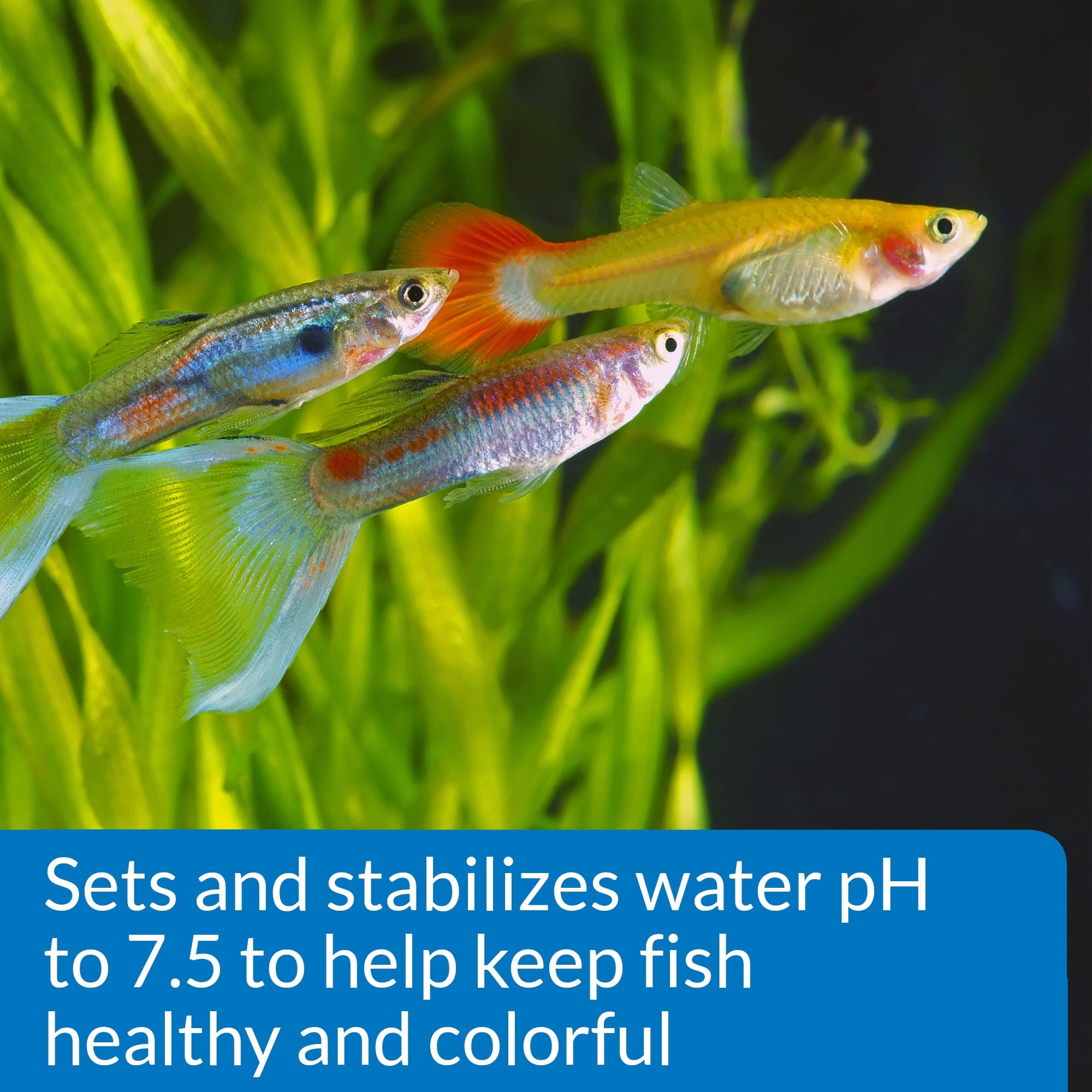 API Proper PH 7.5 Freshwater Aquarium PH Stablizer Powder Solution - 9.2 Oz
