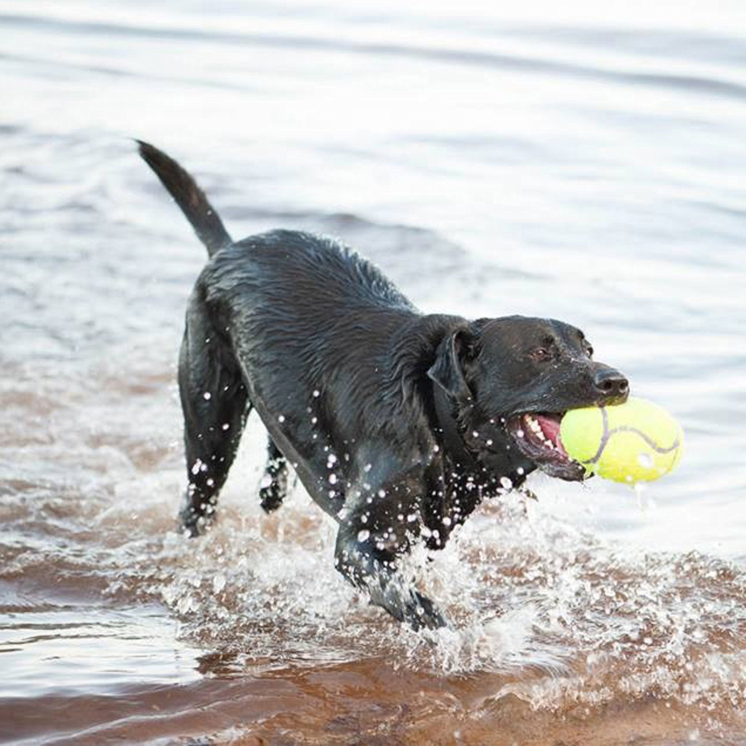 Kong AirDog Squeaker Stick Tennis Felt Fetch Dog Toy - Large  