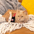 Zippy Paws Catnip Rose Bottle Plush Catnip Cat Toy - Small  
