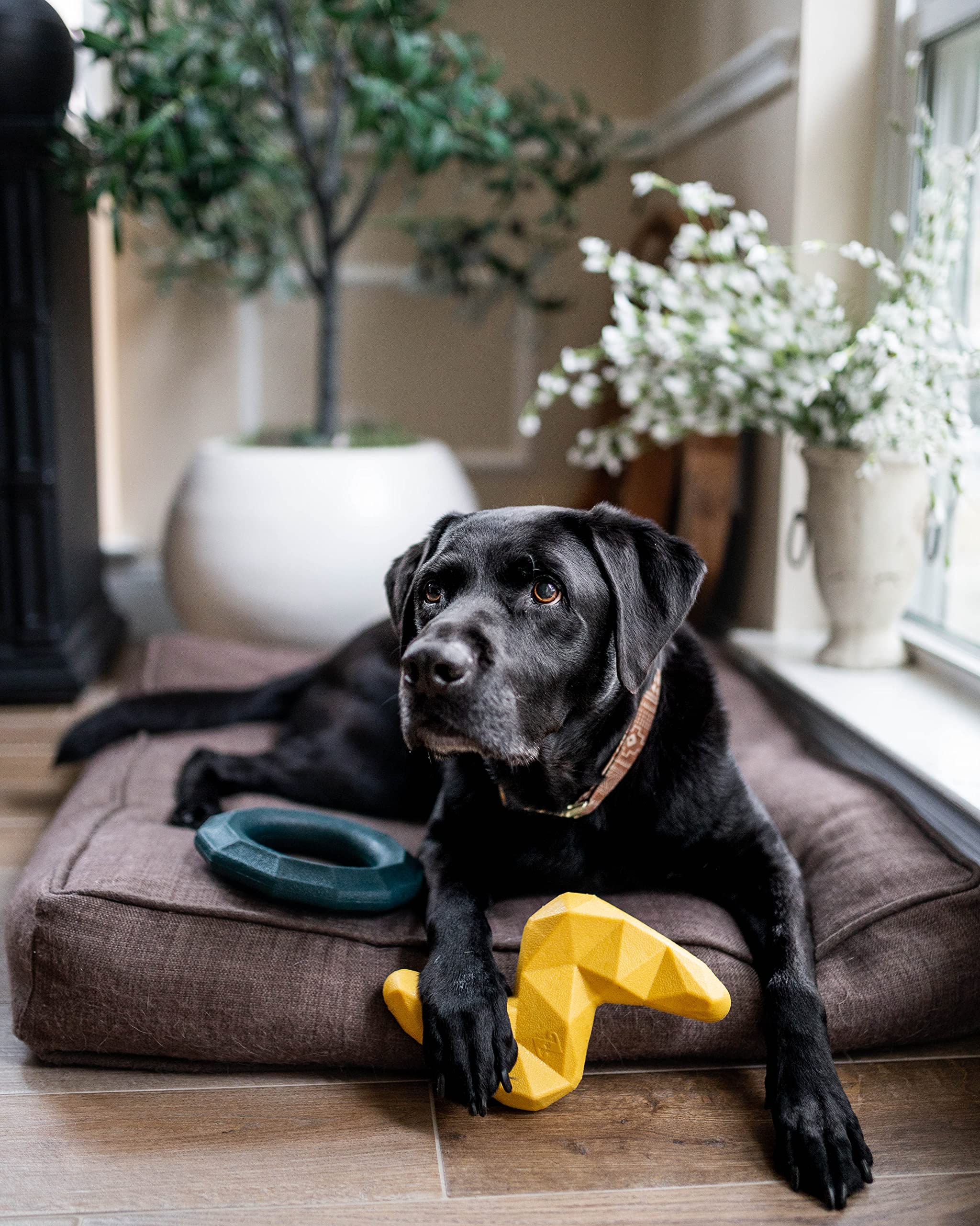 Zippy Paws ZippyTuff Squeaky Ring Fetch Dog Toy - Teal - Medium  