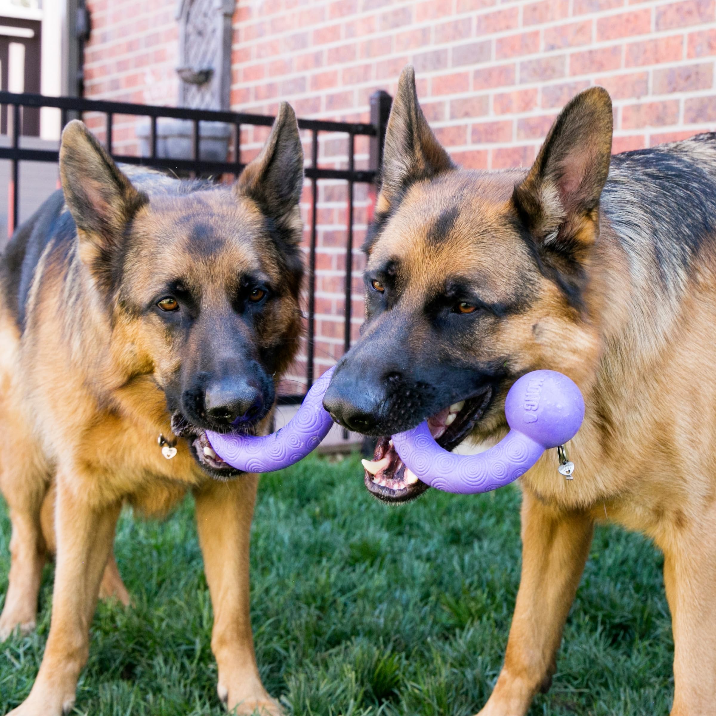 Kong Ogee Stick Flexible Rubber Toss and Fetch Dog Toy Assorted - Large  