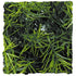 Zoo Med Laboratories Natural Cashuarina Bush Plastic Plant Aquarium Décor - Small  