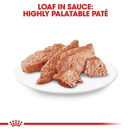 Royal Canin Breed Health Nutrition Poodle Loaf in Sauce Adult Canned Dog Food - 3 Oz - Case of 24