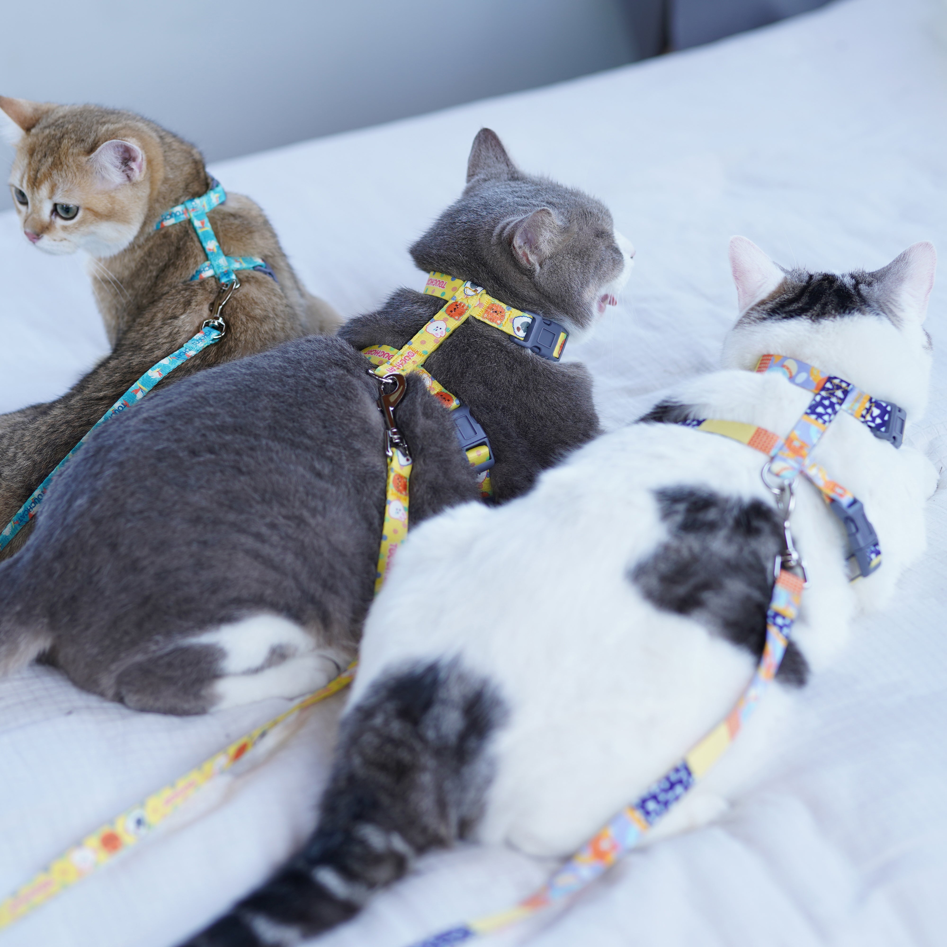 Touchcat ® Multi-Shape Patterned Fashion Cat Harness and Leash  