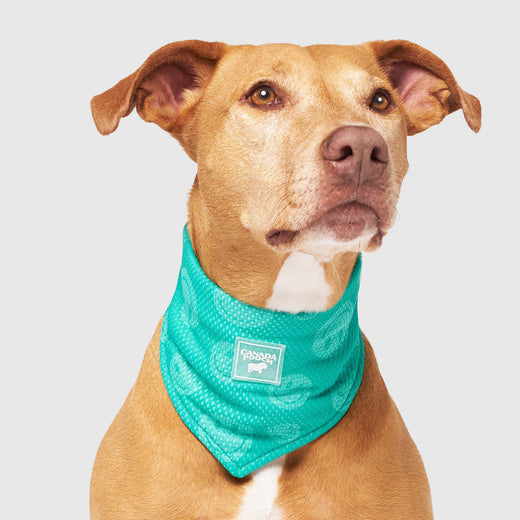 Canada Pooch Chill Seaker We Reveal Cooling Dog Bandana