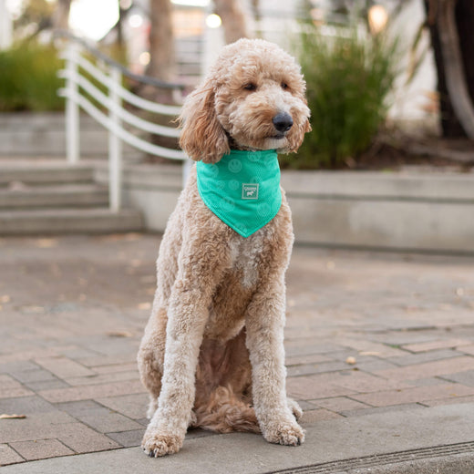 Canada Pooch Chill Seaker We Reveal Cooling Dog Bandana