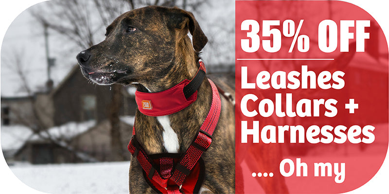 Dog Leashes and Collars