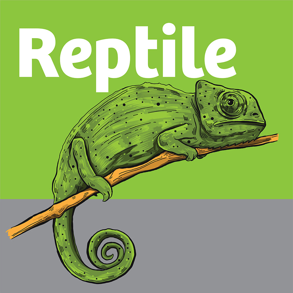 Reptile Habitats and Accessories