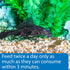 API Algae Eater Wafers Algea Saltwater and Freshwater Fish Food