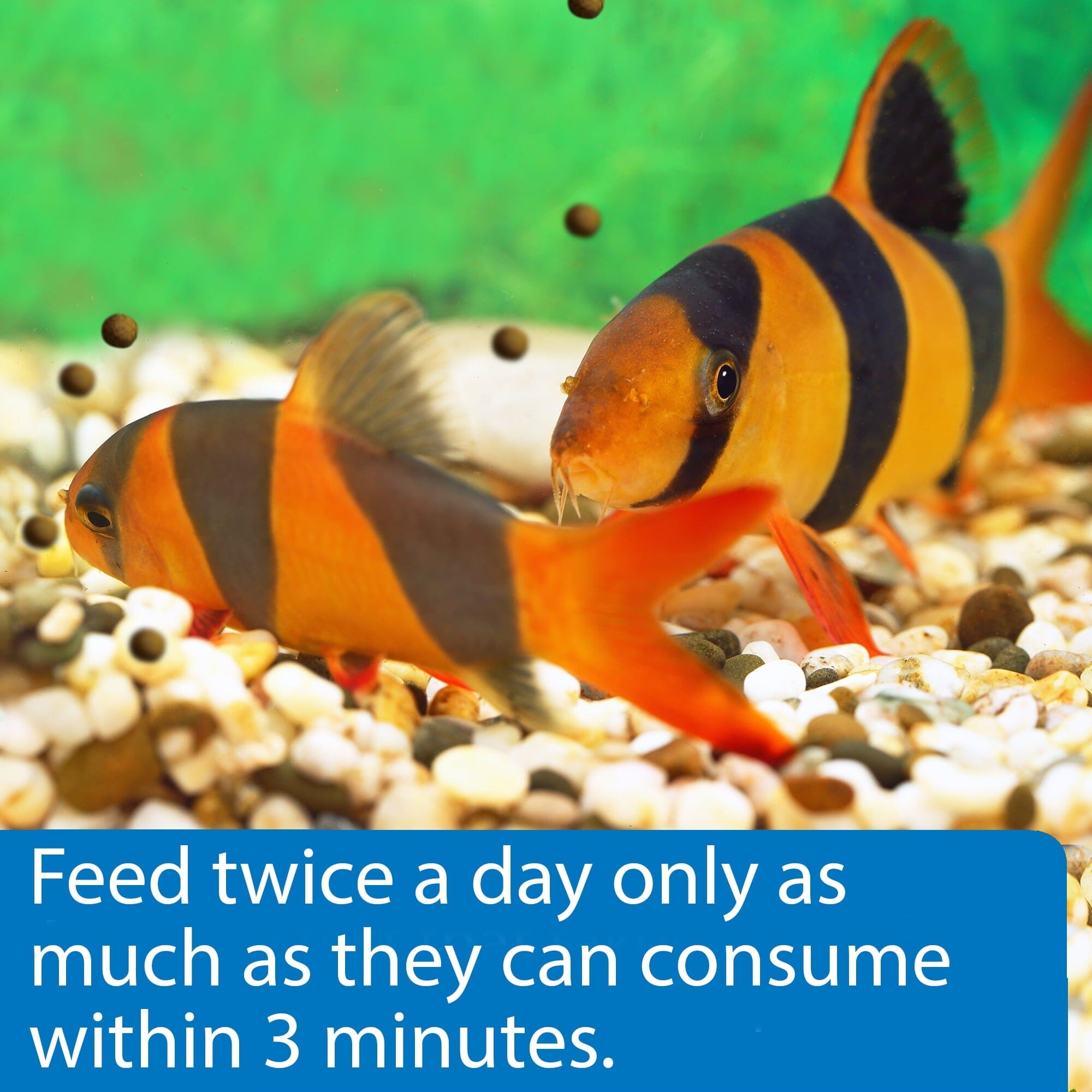 API Bottom Feeder Freeze-Dried Shrimp Pellets Fish Food with Squid