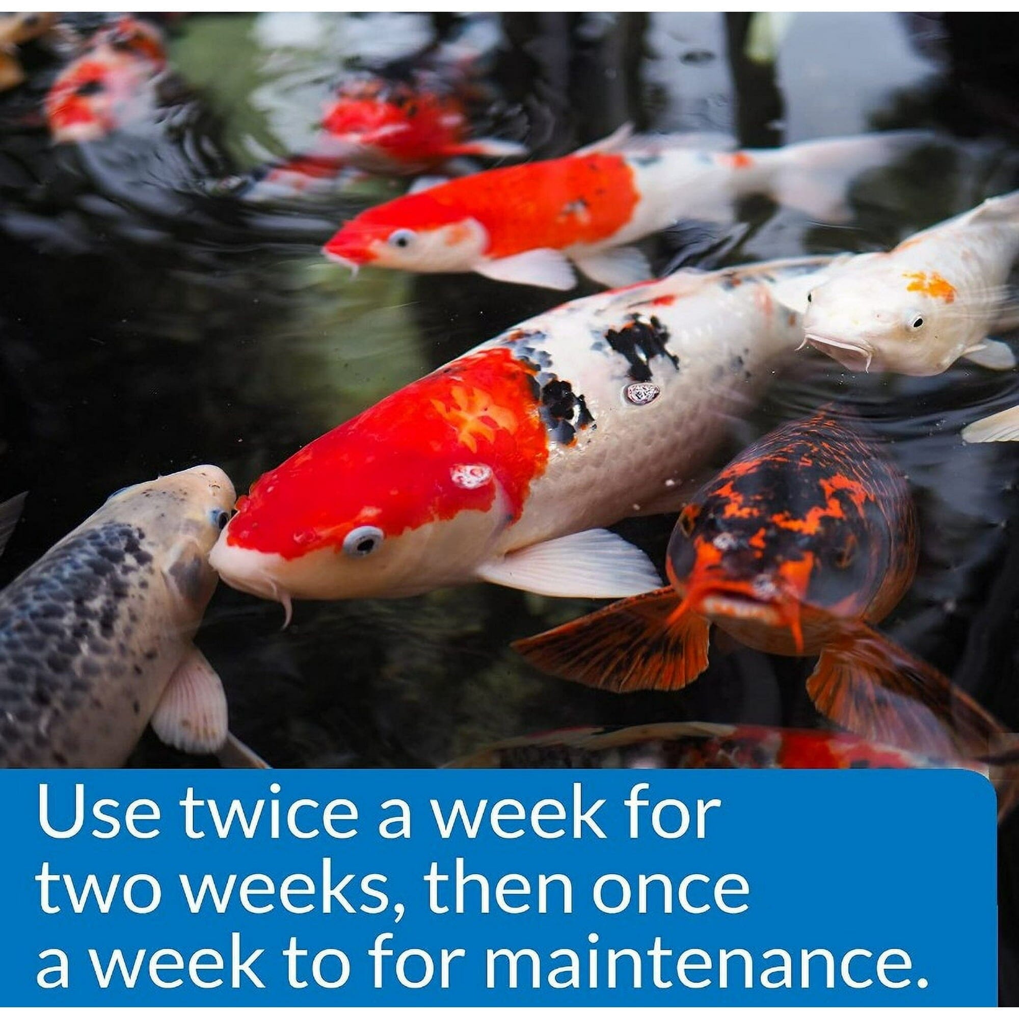 API PondCare Freshwater Pond Microbial Algae Cleaning Liquid  - 16 Oz