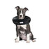 Arlee Comfurt Recovery Dog Collar Black Large