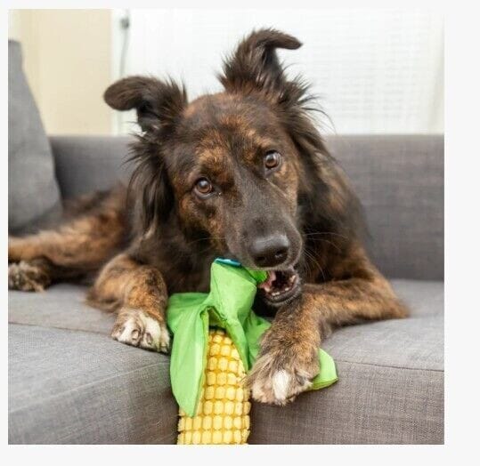 Bark Box Corn On The Slob 2-Piece Squeak and Plush Dog Toy - Green and Yellow - Medium