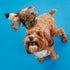 Bark Box Verne The Vulture Squeak and Plush Dog Toy Default Title