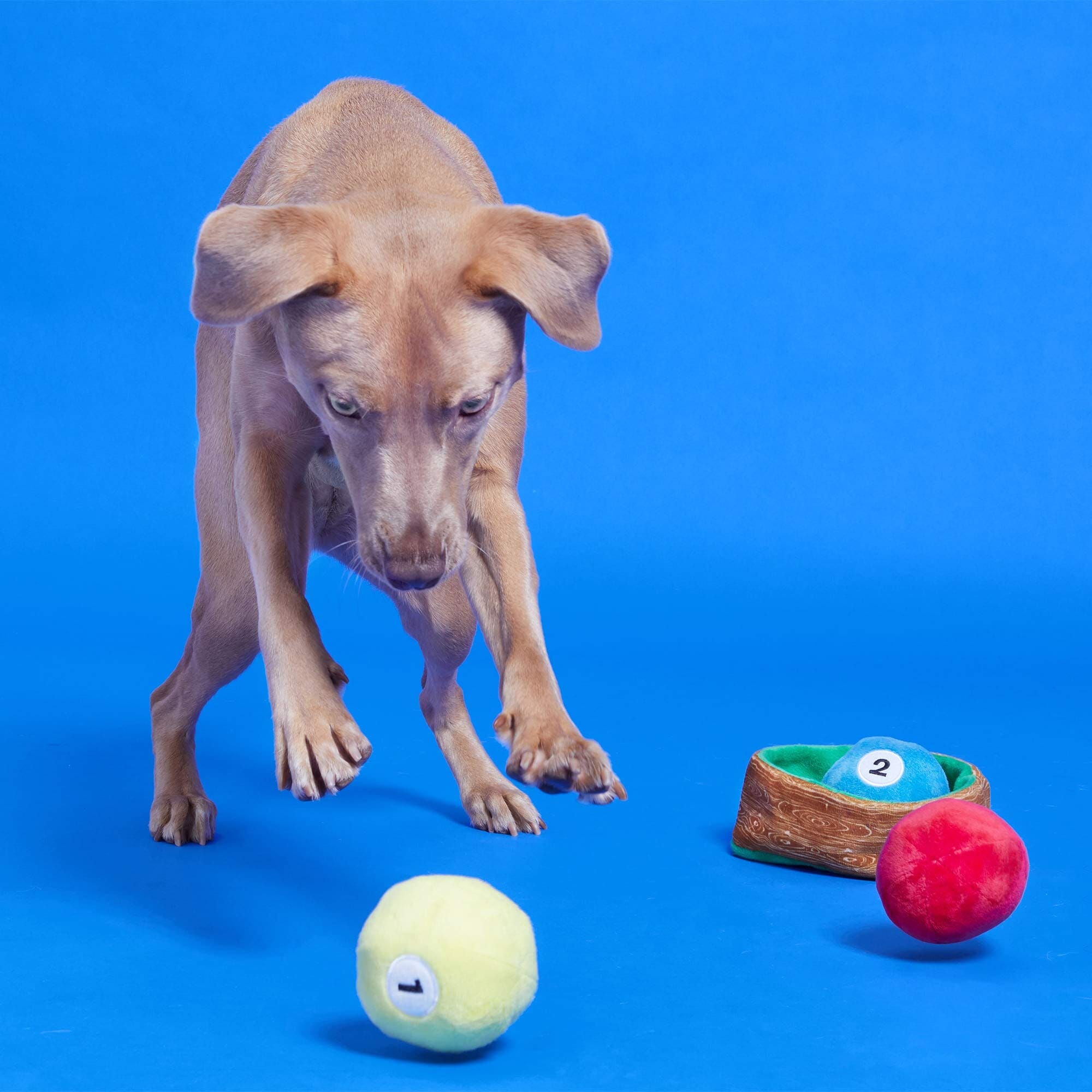 Bark Box Willard's Billiard's Crinkle Squeak and Plush Dog Toy  