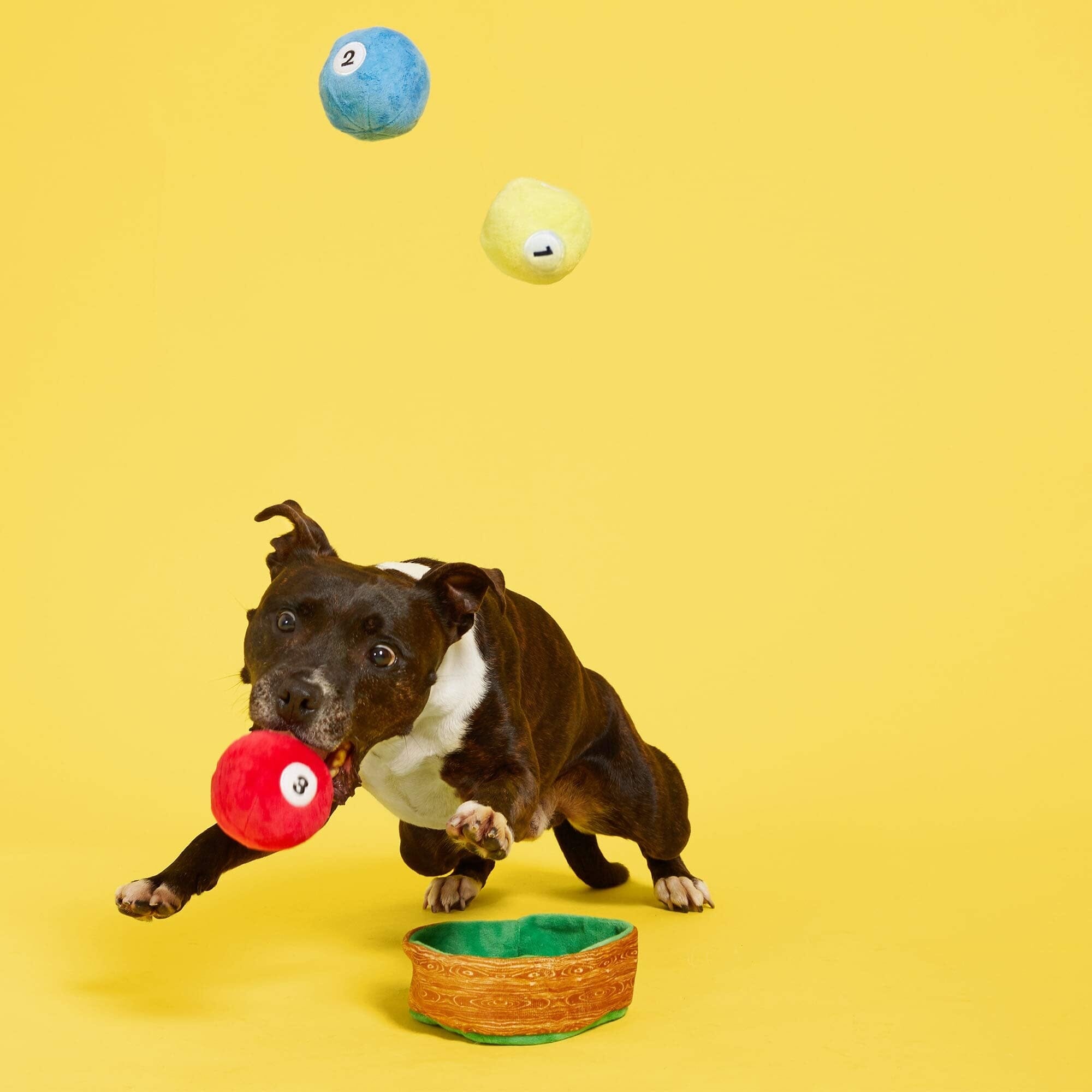Bark Box Willard's Billiard's Crinkle Squeak and Plush Dog Toy  