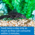 API Algae Eater Wafers Algea Saltwater and Freshwater Fish Food - 1.3 Oz