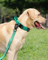 Bella and Max Heavy Adventure Dog Collar - Green - Extra Large  