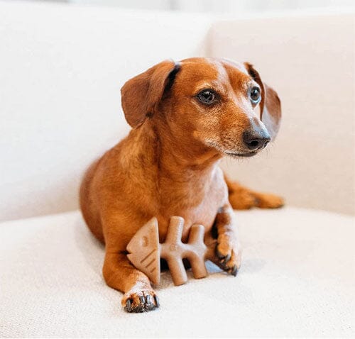 Benebone Fishbone Made in USA Real Fish Salmon Flavored Durable Chew Dog Toy