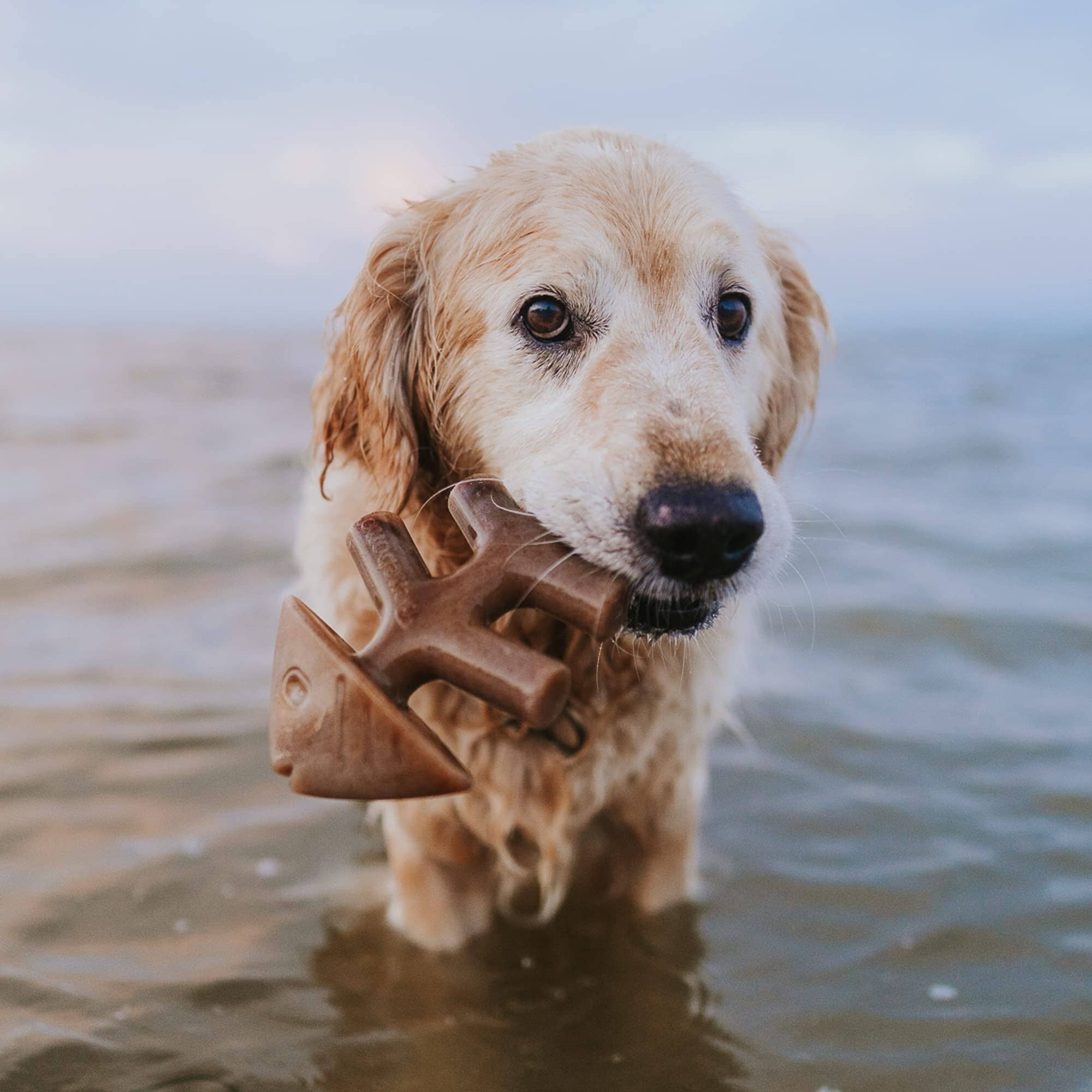 Benebone Made in USA Real Bacon and Salmon Flavored Wishbone and Fishbone Chew Dog Toy - Medium - 2 Pack