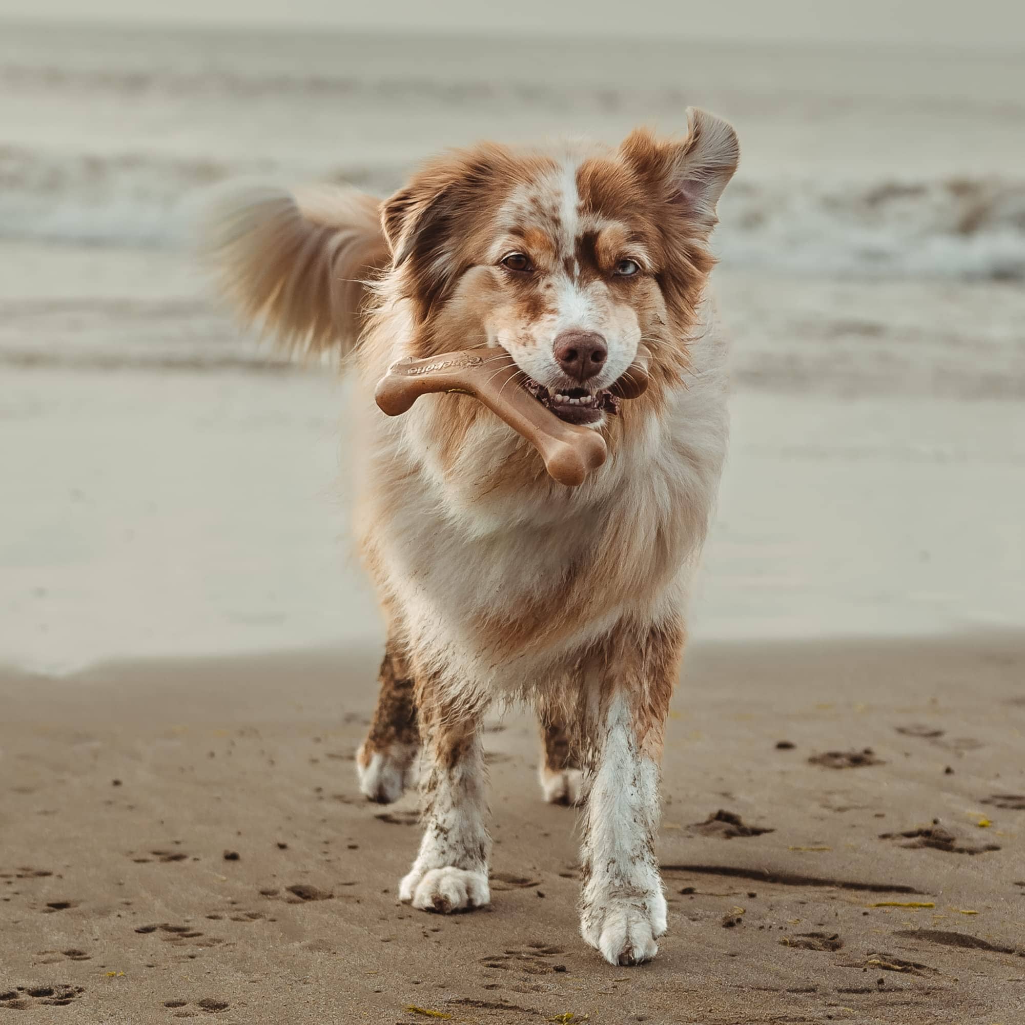 Benebone Made in USA Real Bacon and Salmon Flavored Wishbone and Fishbone Chew Dog Toy - Medium - 2 Pack