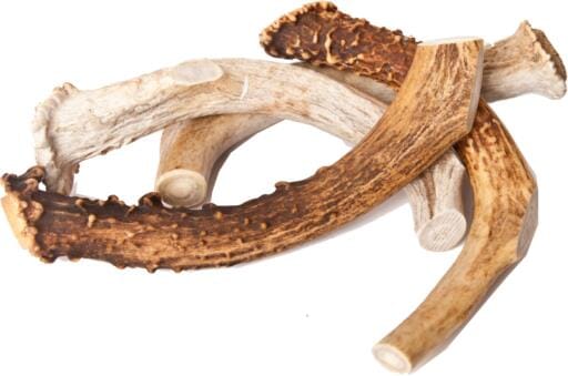 Best Buy Bones USA Jumbo Elk Antler - 9-11 Inch  