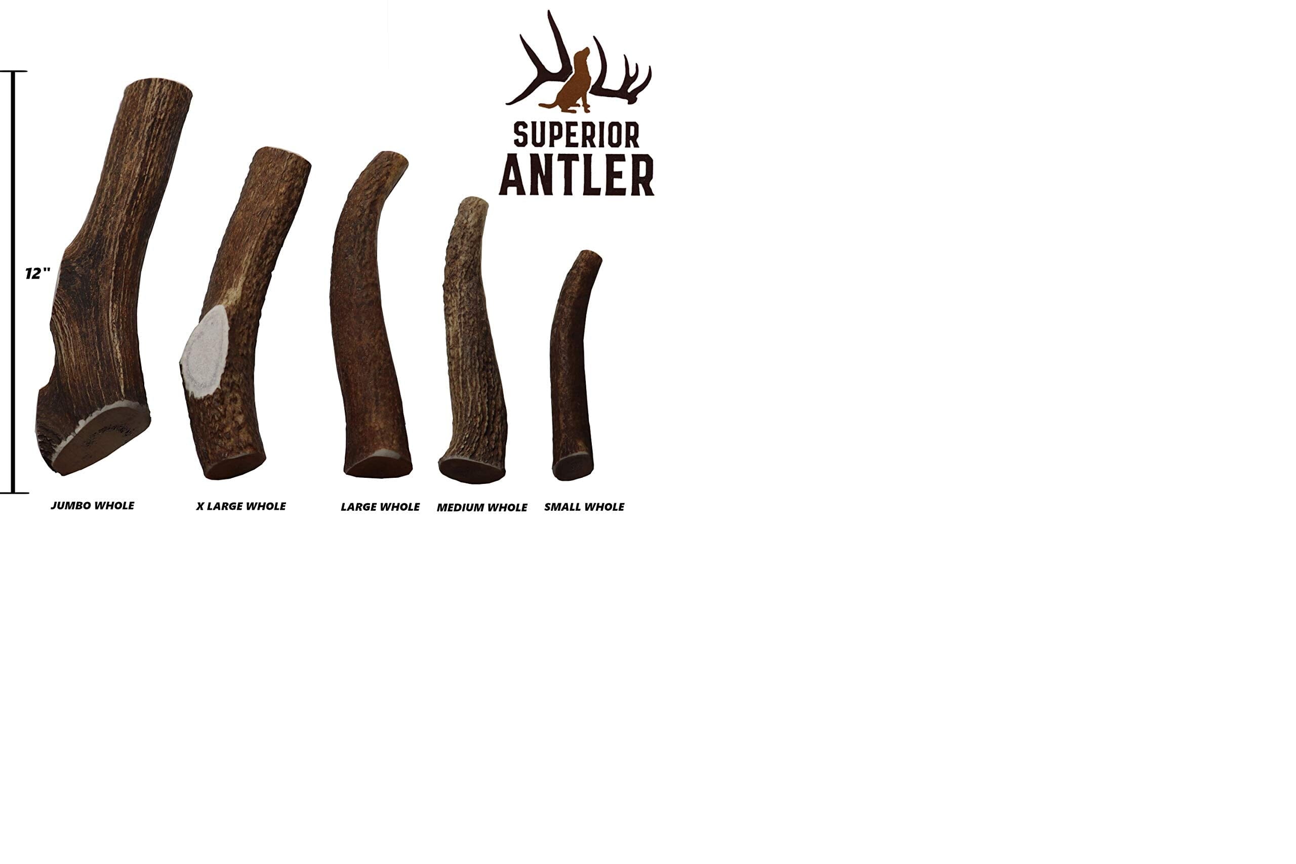 Best Buy Bones USA Jumbo Elk Antler - 9-11 Inch  