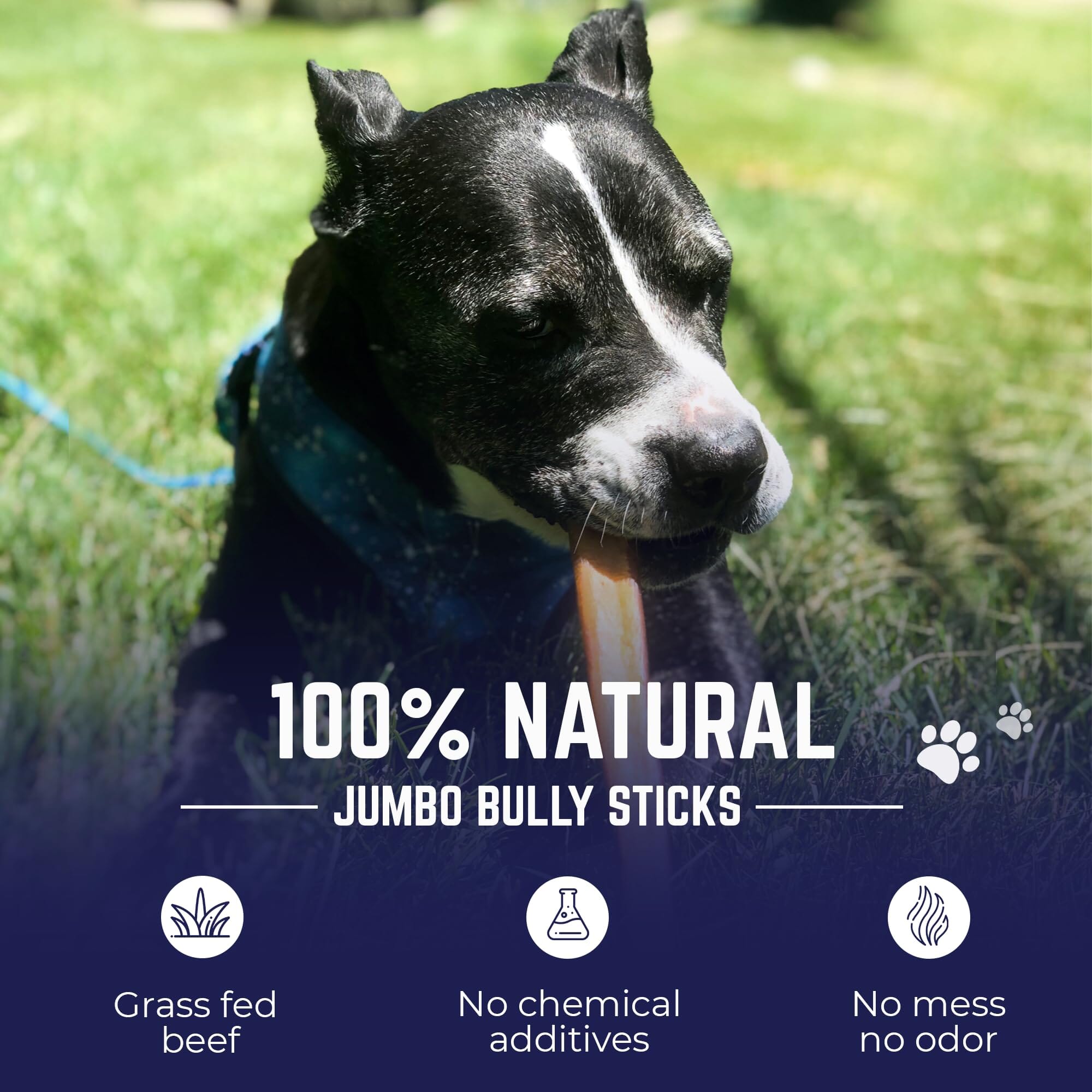 Best Buy Bones USA Pizzle Swizzle All-Natural Bully Sticks - Jumbo - 9 Inch - 12 Count  