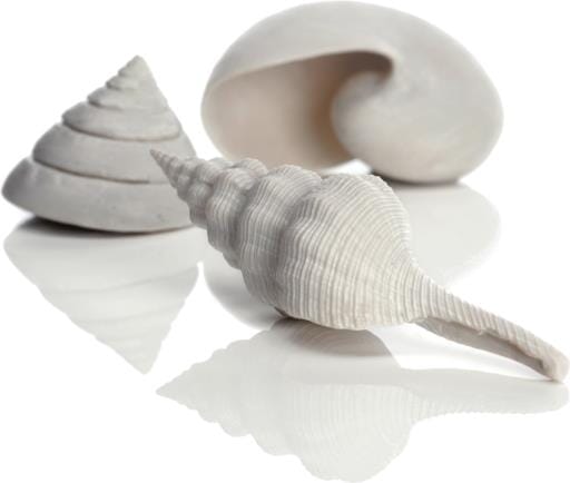 Biorb Sea Shell Aquarium Ornament - White - 3 Count  