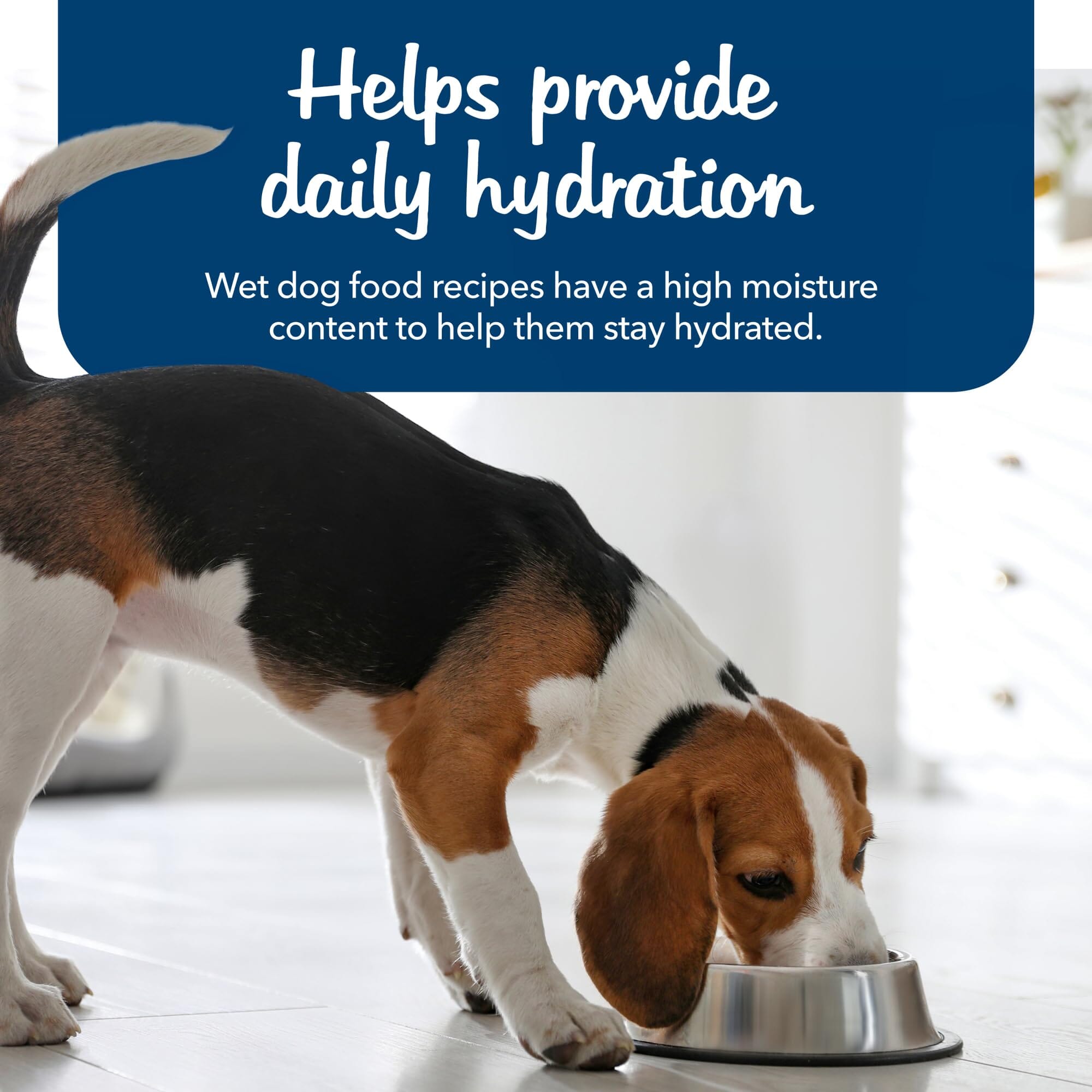 Blue Buffalo Freedom Chicken Adult Canned Dog Food - 12.5 Oz - Case of 12  