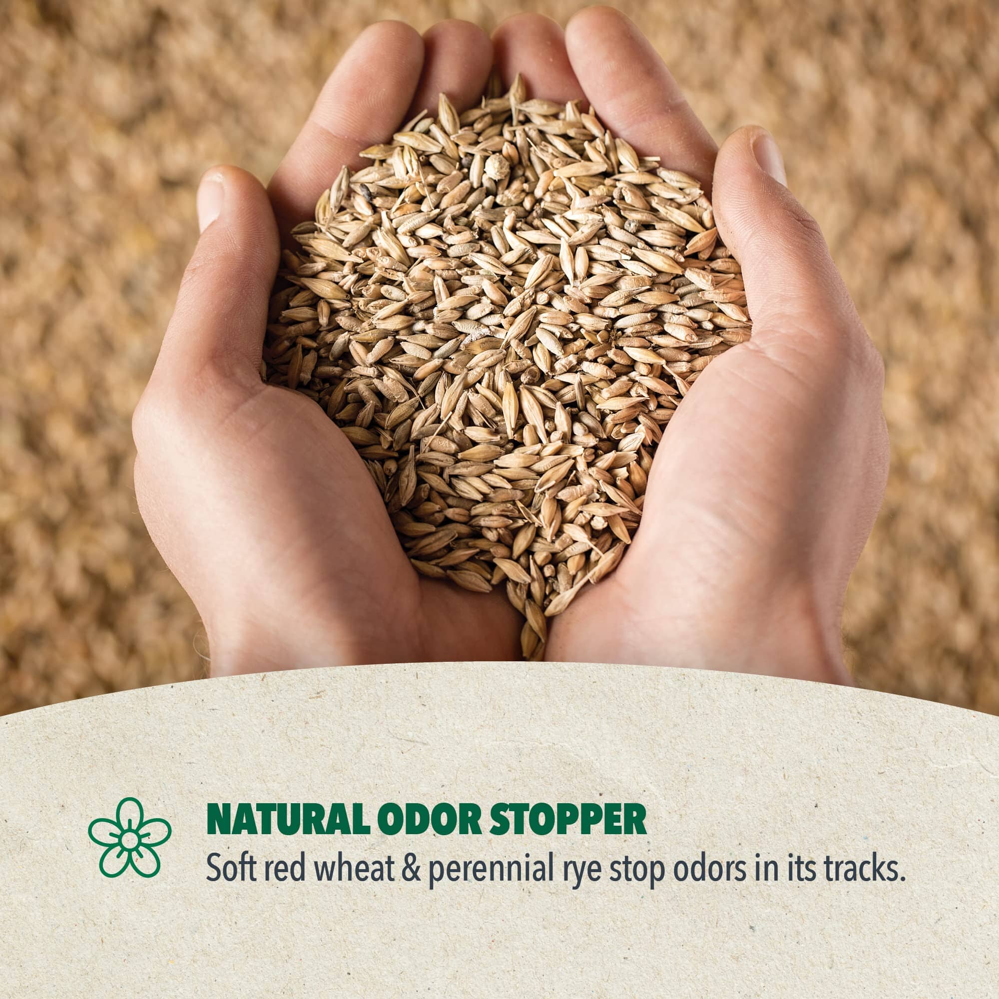 Boxiecat Eco Farm to Box Sustainably Farmed and Sourced Dust-Free Scent-Free Plant Based Kitty Cat Litter - 6.5 Lbs