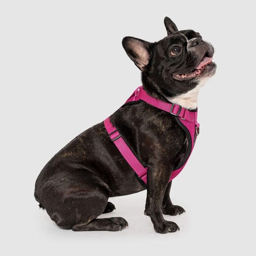 Canada Pooch Core Water-Resistant Everything Mesh Dog Harness