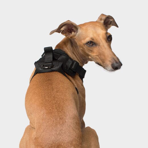 Canada Pooch Core Water-Resistant Everything Mesh Dog Harness