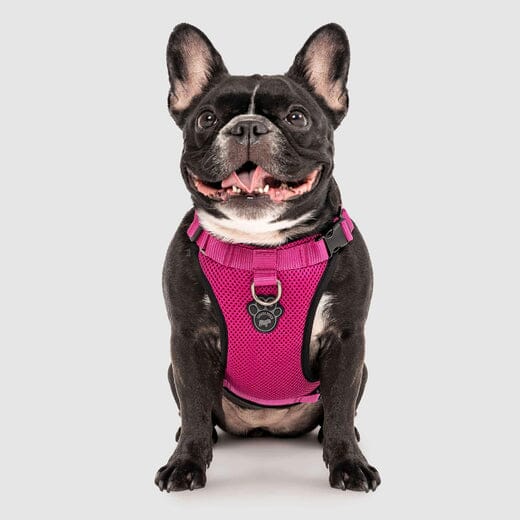 Canada Pooch Core Water-Resistant Everything Mesh Dog Harness