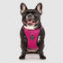 Canada Pooch Core Water-Resistant Everything Mesh Dog Harness
