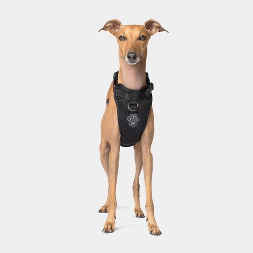 Canada Pooch Core Water-Resistant Everything Mesh Dog Harness