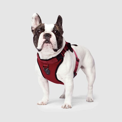 Canada Pooch Core Water-Resistant Everything Mesh Dog Harness