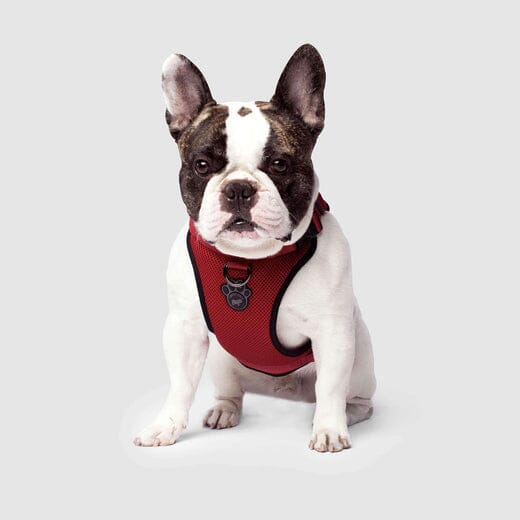 Canada Pooch Core Water-Resistant Everything Mesh Dog Harness